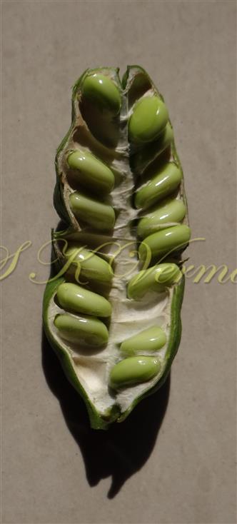  Legume L.S.